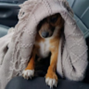 Meet your Posher, Sherry